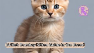 British Bombay Kitten Guide to the Breed