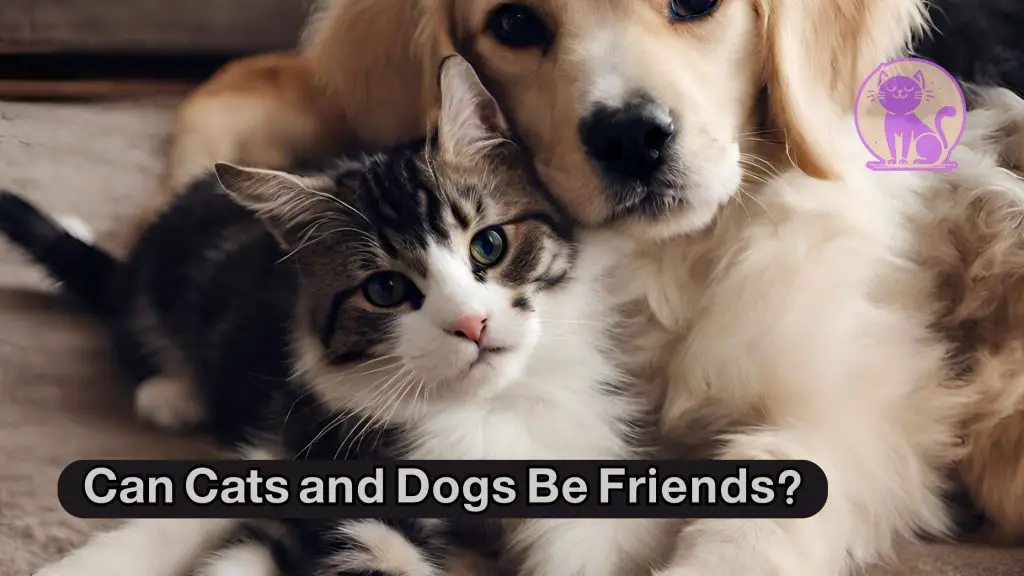 Can Cats and Dogs Be Friends