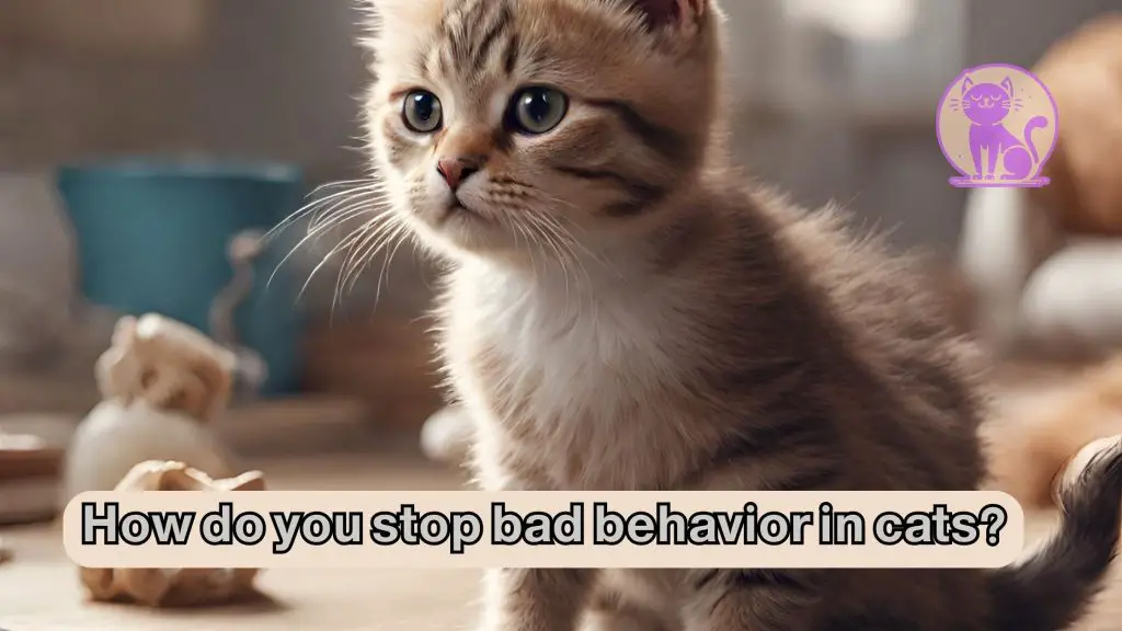 How do you stop bad behavior in cats