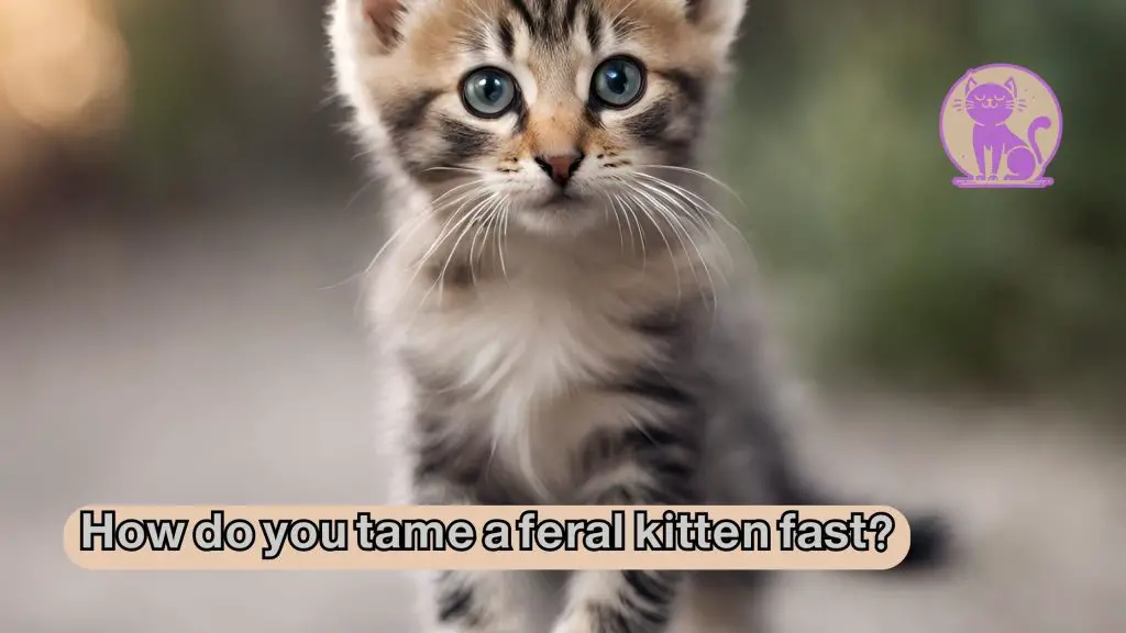 How do you tame a feral kitten fast