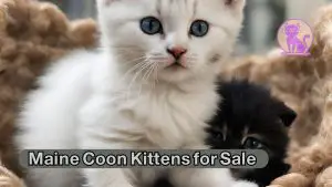 Maine Coon Kittens for Sale Reviews