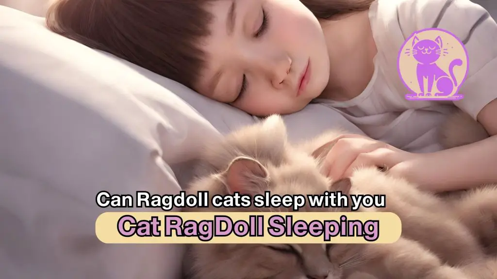 Can Ragdoll cats sleep with you