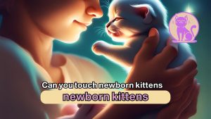 Can you touch newborn kittens