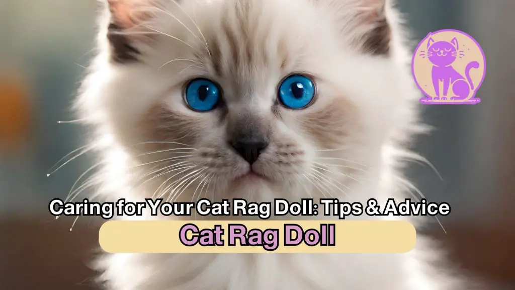 Caring for Your Cat Rag Doll