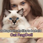 Do Ragdoll cats like to be held