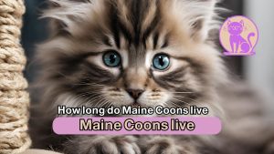 How long do Maine Coons live