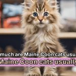 How much are Maine Coon cats usually